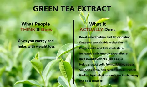 How Green Tea Extract Powder Helps Regulate Metabolism?